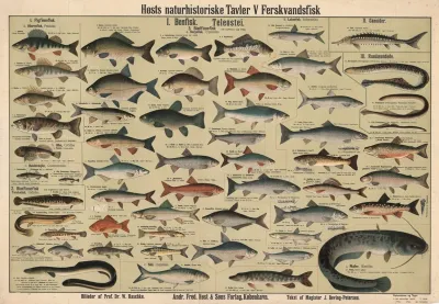 Freshwater Fish 3