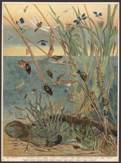 Freshwater Invertebrates