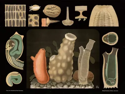 Freshwater Sponges Spongilla