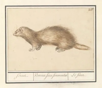Fret Mustela Putorius Furo Forret Viverra Furo Furunculus Le Firet