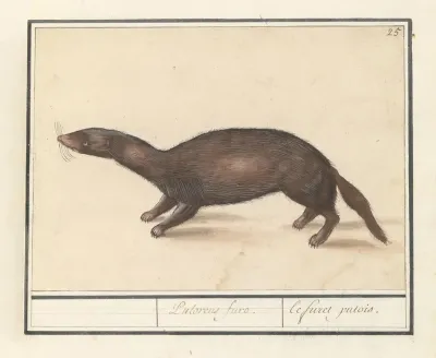 Fret Mustela Putorius Furo