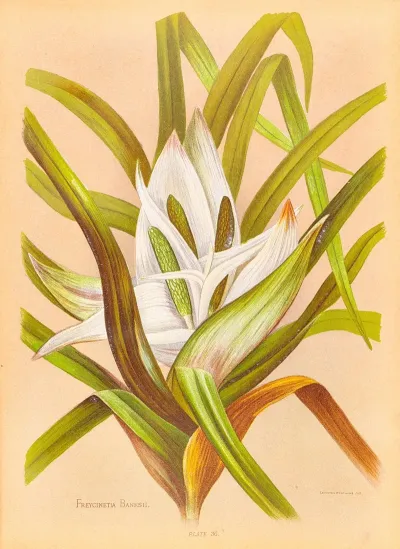 Freycinetia Banksii
