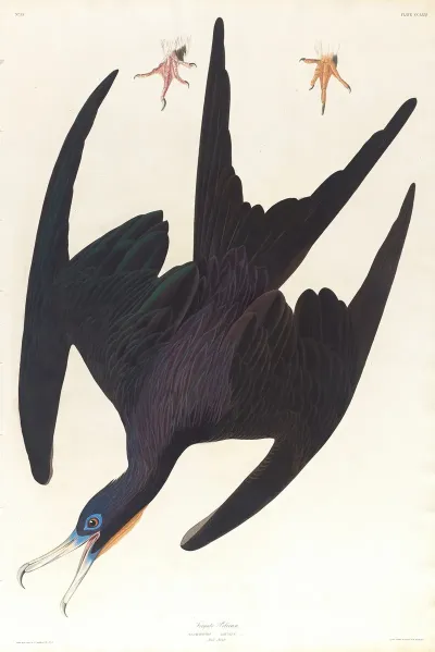 Frigate Pelican