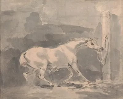 Frightened Horse Tied To A Post