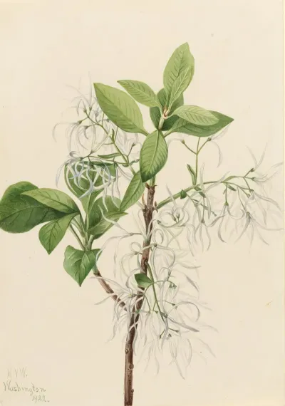 Fringe Tree Chionanthus Virginica