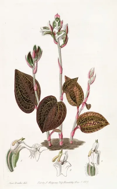 Fringed Anaectochilus