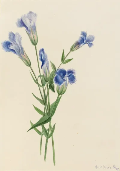 Fringed Gentian Gentiana Crinita 2