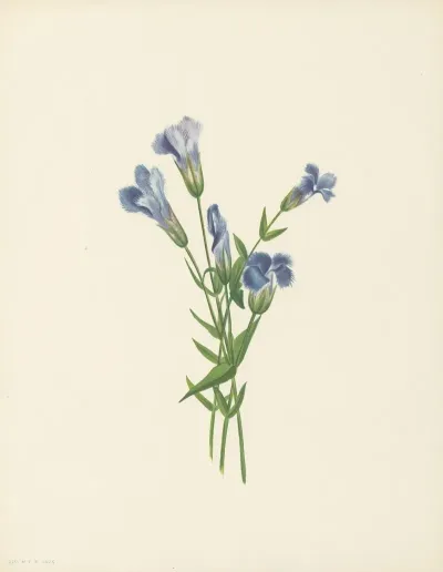 Fringed Gentian Gentiana Crinita 3