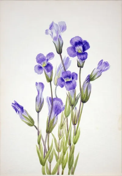 Fringed Gentian Gentiana Elegana