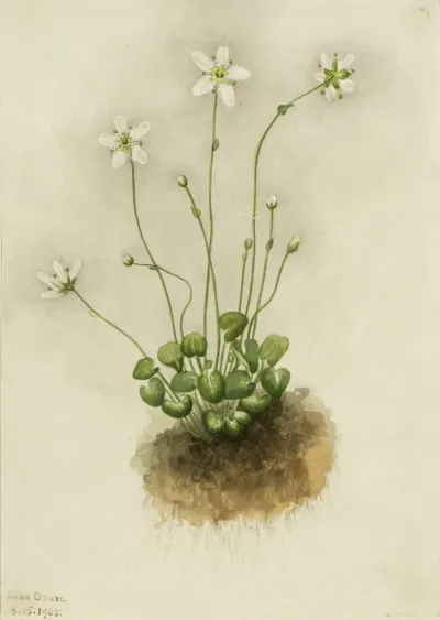 Fringed Parnassia Parnassia Fimbriata 2