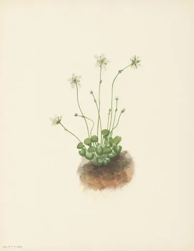 Fringed Parnassia Parnassia Fimbriata 3