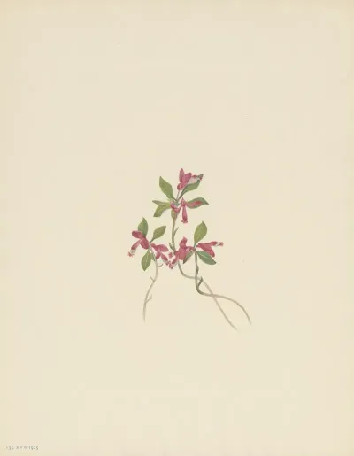 Fringed Polygala Polygala Paucifolia 3