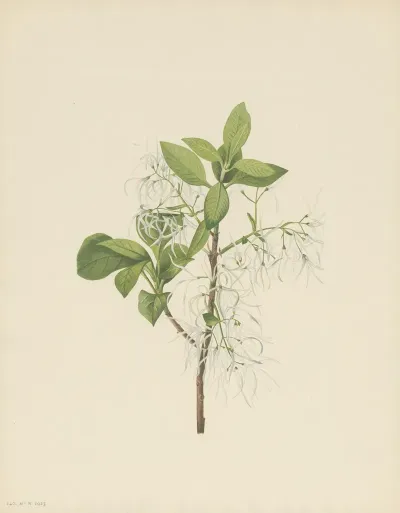 Fringetree Chionanthus Virginica 2
