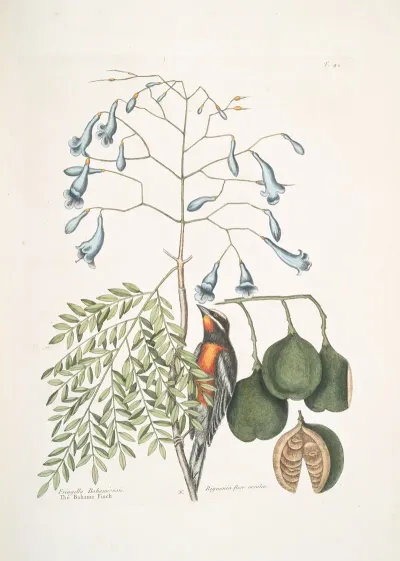 Fringilla Bahamiensis The Bahama Finch Bignonia Flore Coeruleo The Broadleafed Guaiacum With Blue Flowers
