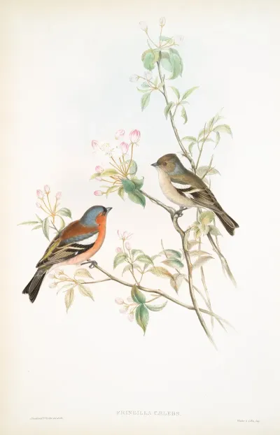Fringilla Caelebs Chaffinch