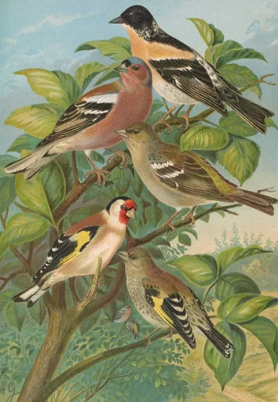 Fringilla Montifringilla Fringilla Coelebs Carduelis Carduelis