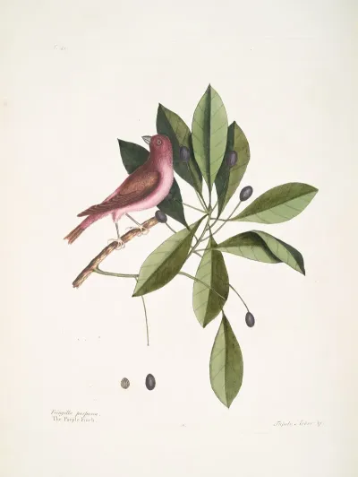 Fringilla Purpurea The Purple Finch Tupelo Arbor C The Tupelo Tree