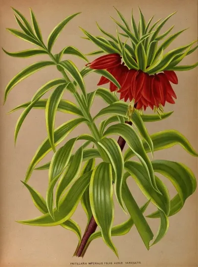 Fritillaria Imperialis Foliis Aureo Variegatis