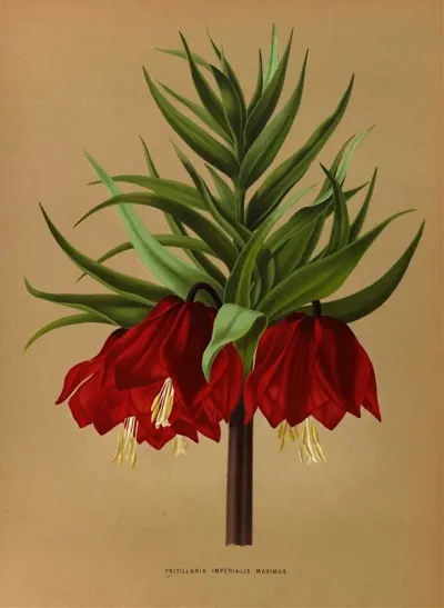 Fritillaria Imperialis Maximus