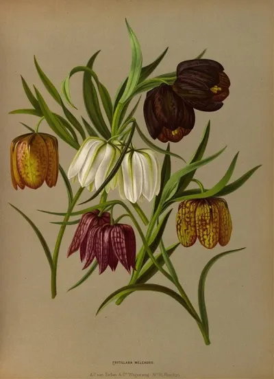 Fritillaria Meleagris