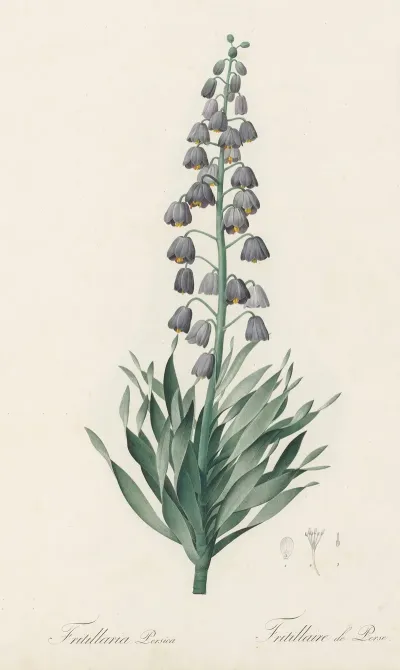 Fritillaria Persica