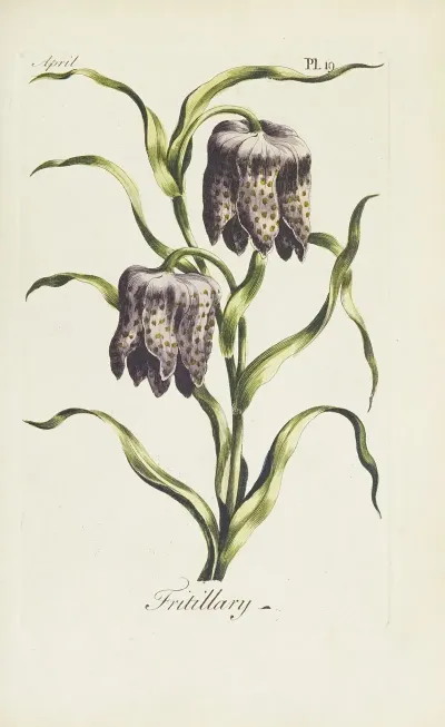 Fritillary