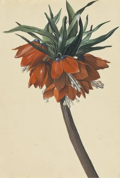 Frittelaria Imperialis