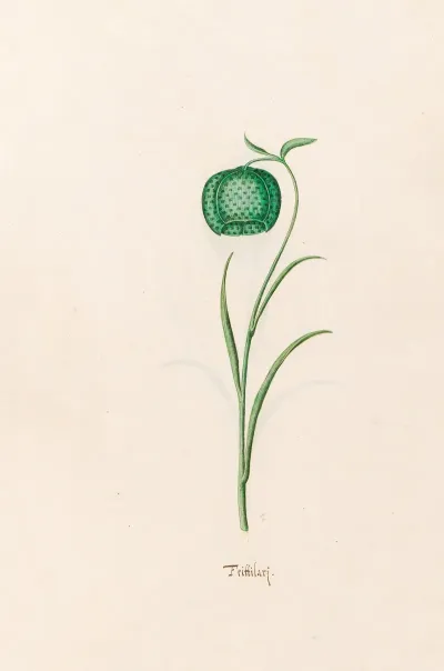 Frittilari Fritillaria 4