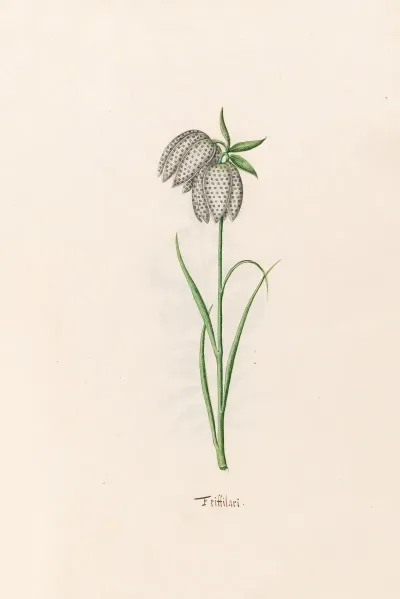 Frittilari Fritillaria