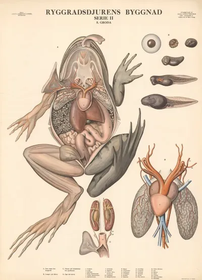 Frog 2