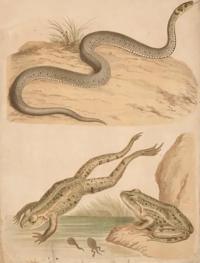 Frog And Rattlesnake 3
