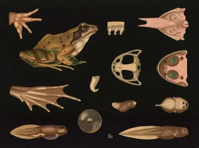 Frog Rana Temporaria