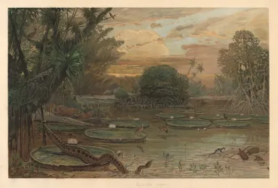 From Guyana