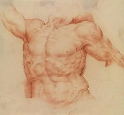 Front View Of Laocoons Torso
