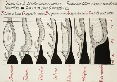 Frontal Sections Of The Arterial And Cardiac Bulbs In Vertebrates