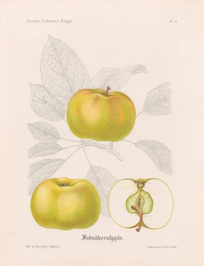 Frosakersapple