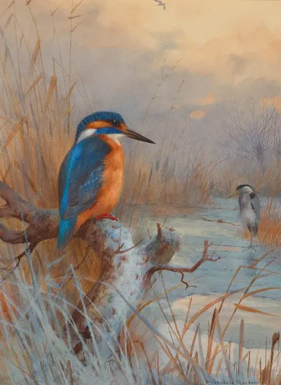 Frozen Out Fishers Kingfisher And Heron In A Winter Landscape