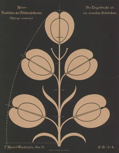 Fruchttahre Des Feldtaschelkrauts Thlaspi Arvense