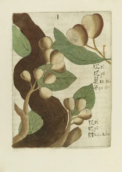 Fructus 2