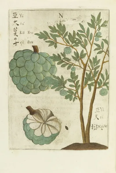 Fructus 3