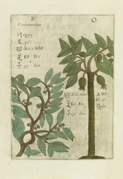 Fructus 4
