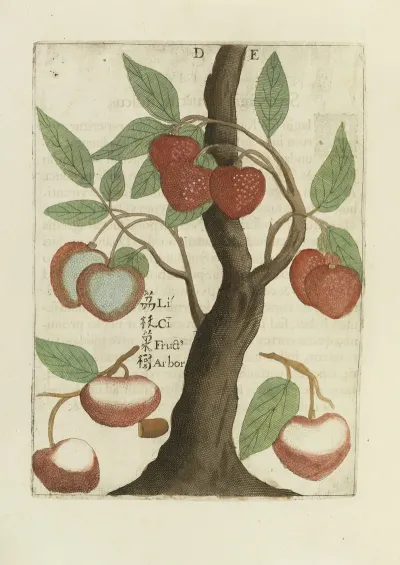 Fructus Sinici