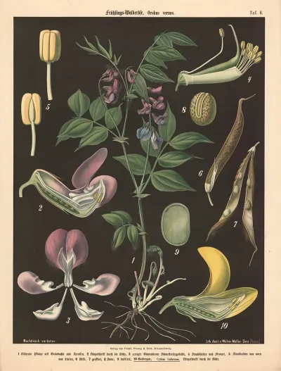 Fruhlings Walderbse Orobus Vernus