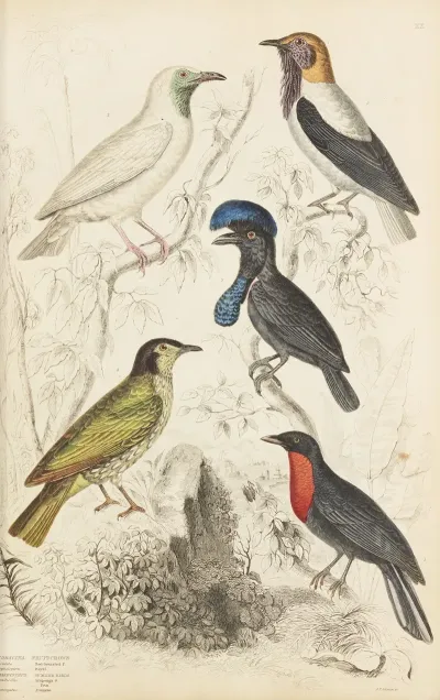 Fruit Crows Summer Birds