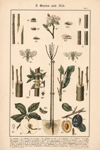 Fruit Trees Pests And Insects