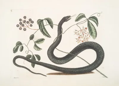 Frutex Anguis C The Black Snake