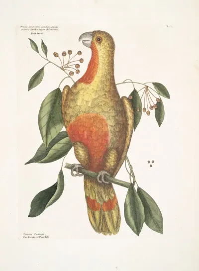 Frutex Lauri Folio Pendulo Fructu Tricocco Semine Nigro Splendente Red Wood Psitticus Paradisis The Parrot Of Paradise