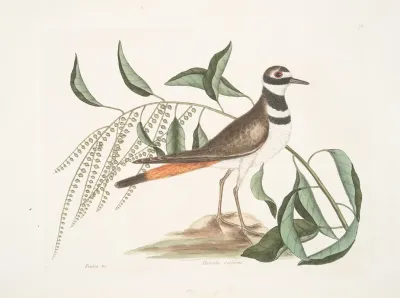 Frutex Pluvialis Vociferus The Chattering Plover