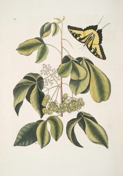 Frutex Viginianus Papilio Caudatus Maximus