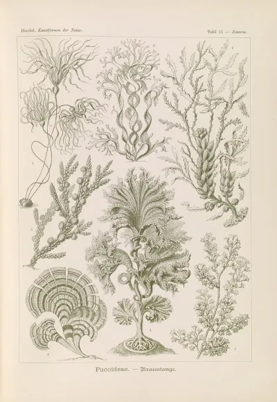 Fucoideae Brauntange